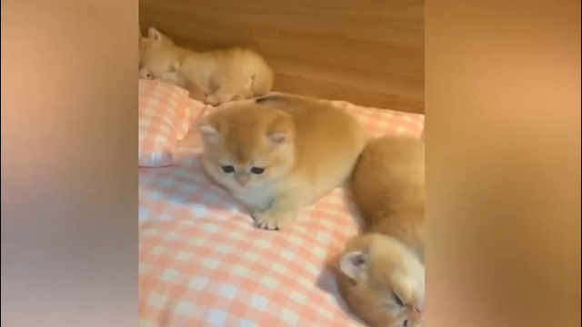 今日大赛 头图